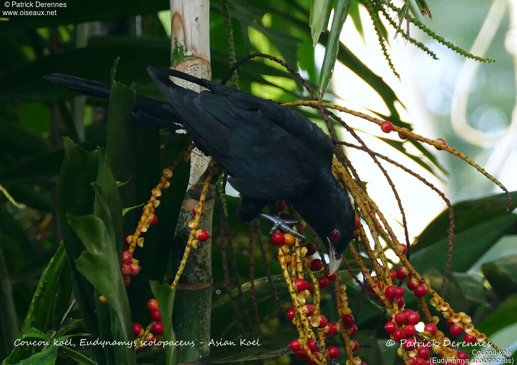 Coucou koël mâle, identification, habitat, régime