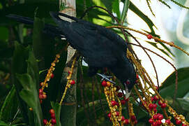 Asian Koel