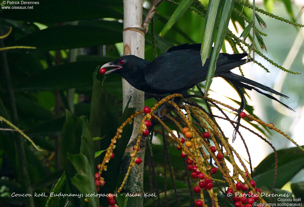 Coucou koël mâle, identification, habitat, régime