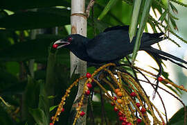 Asian Koel