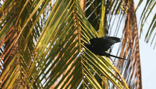 Asian Koel