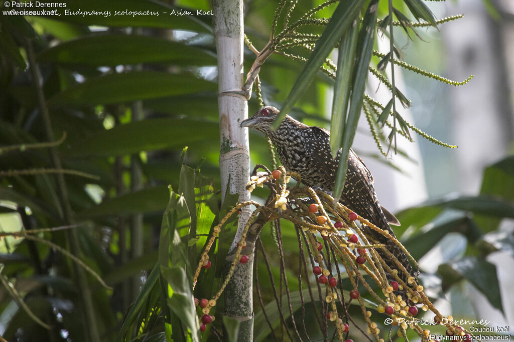 Asian Koel female, identification, habitat, feeding habits