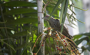 Asian Koel