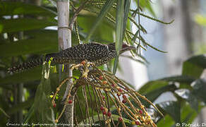 Asian Koel