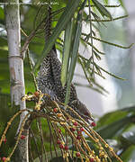 Asian Koel