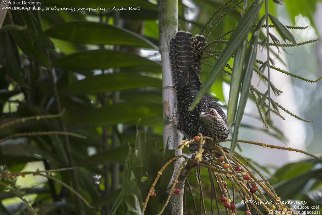 Asian Koel female, identification, habitat