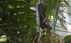 Asian Koel