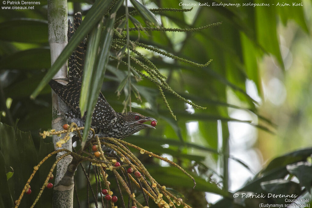 Coucou koël femelle, identification, habitat, mange