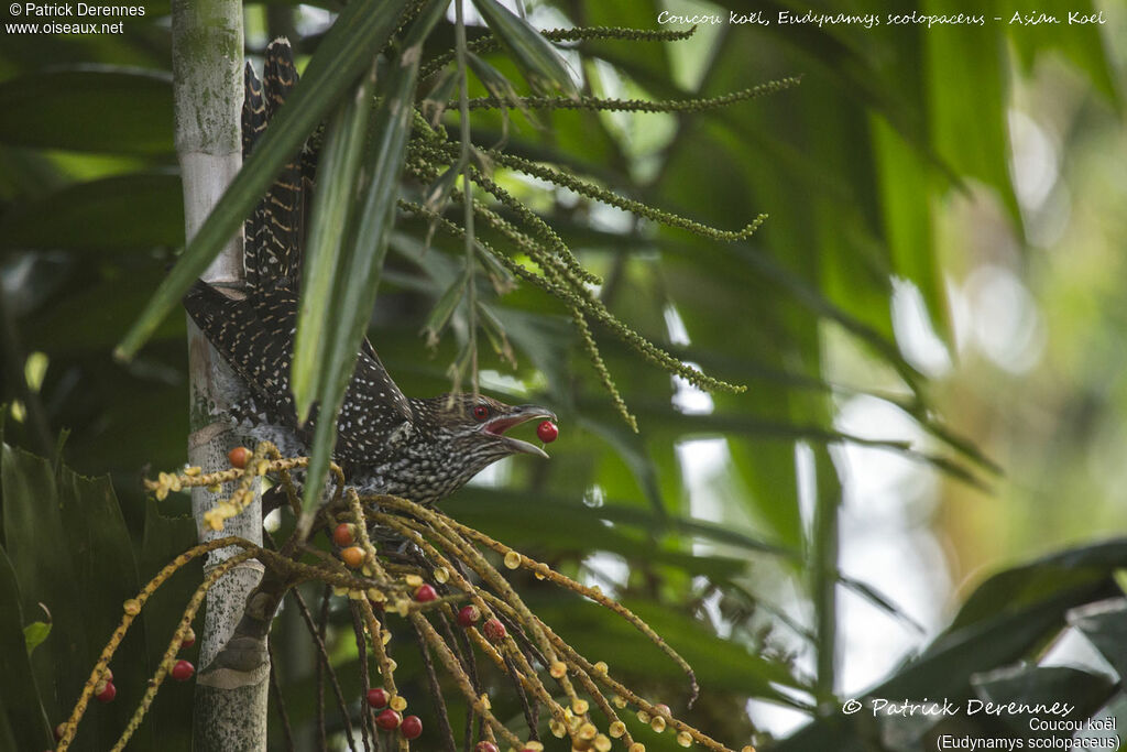 Asian Koel female, identification, habitat, eats