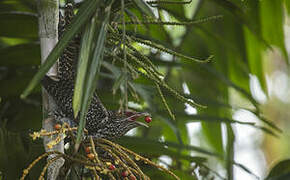 Asian Koel