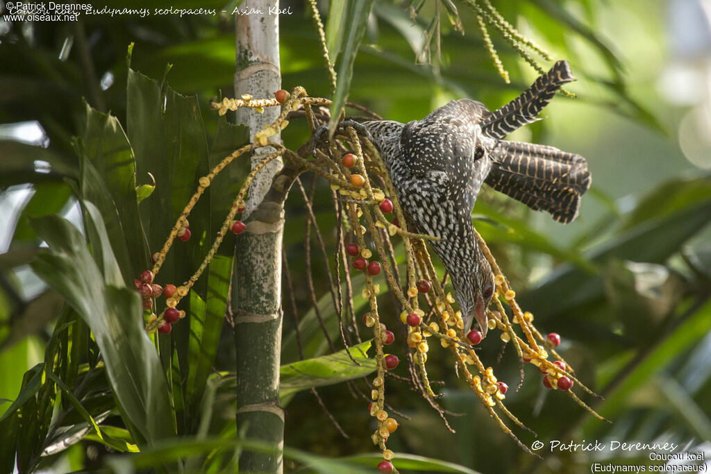 Asian Koel female, identification, habitat, feeding habits, eats