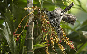 Asian Koel