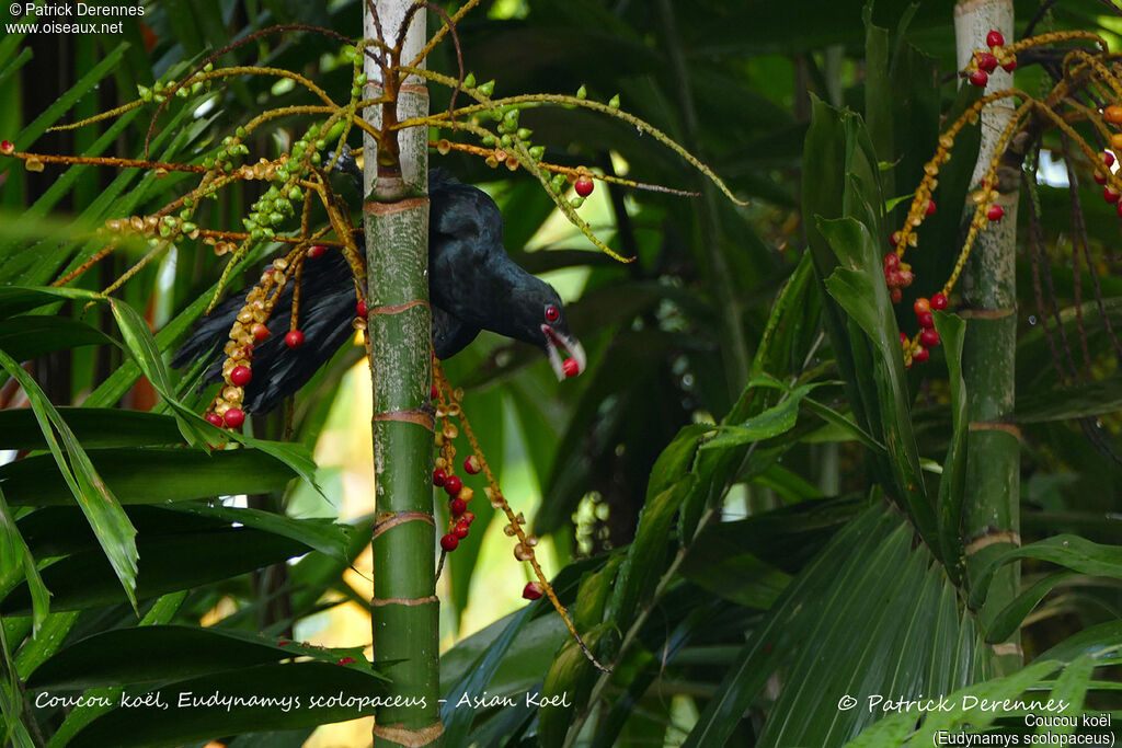 Asian Koel male, identification, habitat, feeding habits