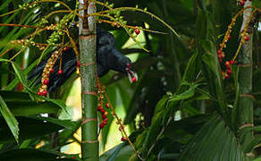 Asian Koel