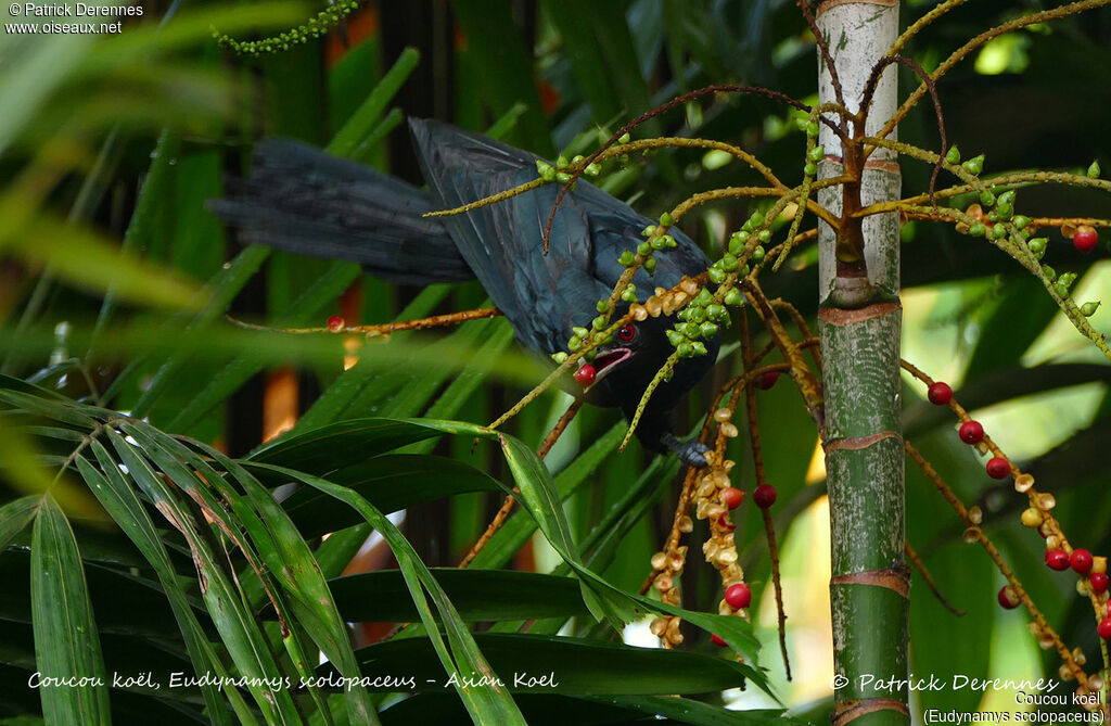 Coucou koël mâle, identification, habitat, régime