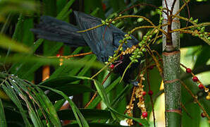 Asian Koel