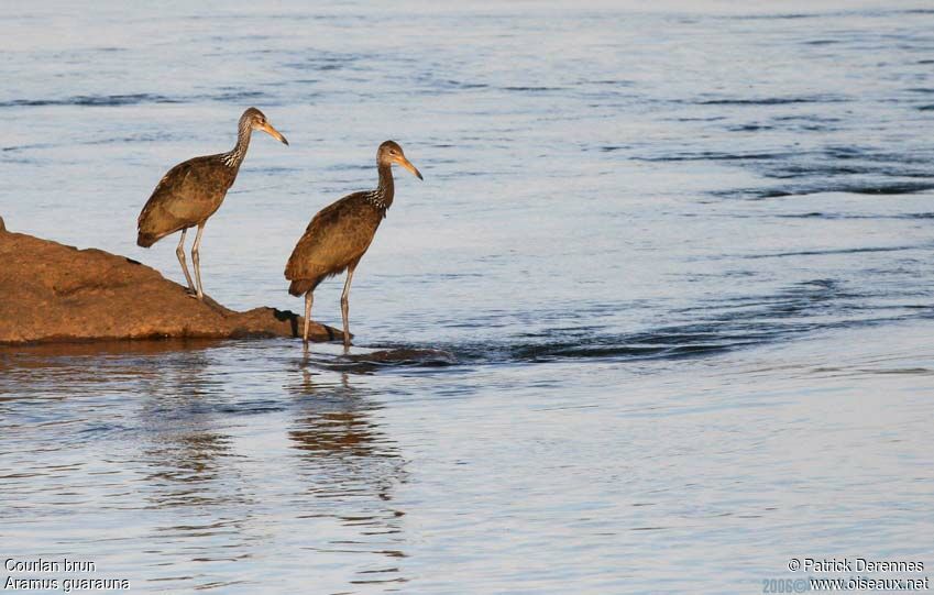 Limpkin