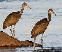 Limpkin