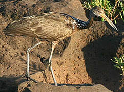 Limpkin