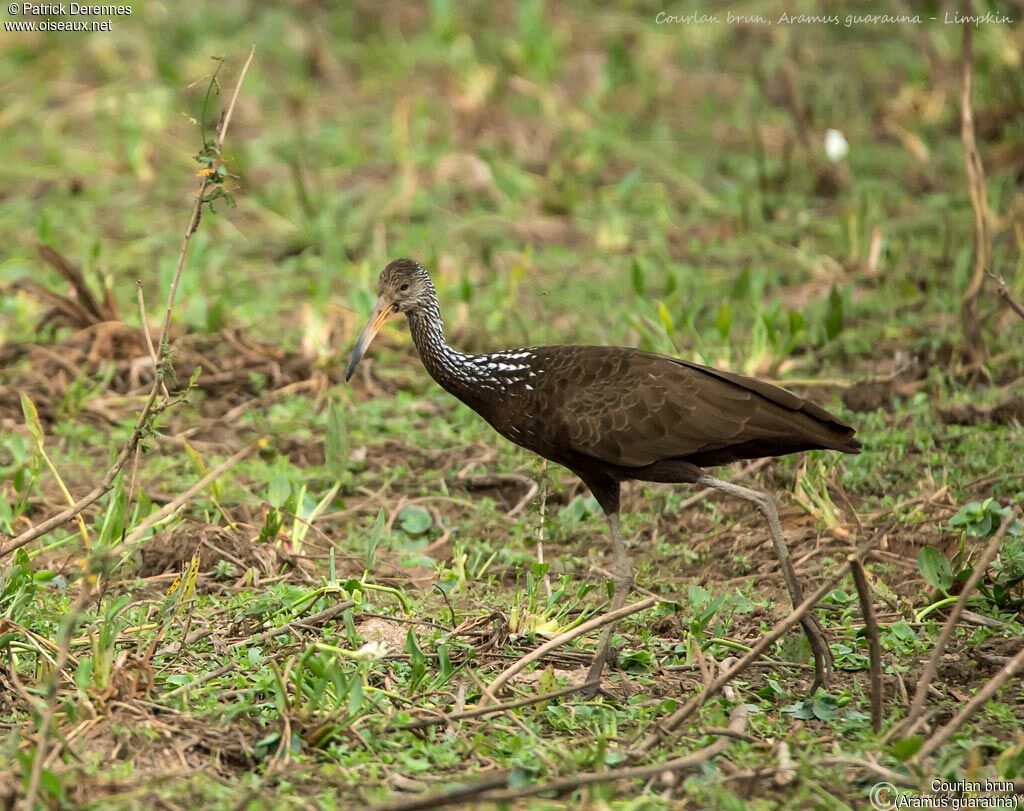 Courlan brun, identification, habitat