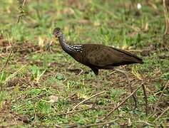 Limpkin