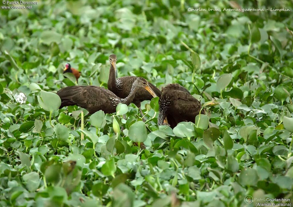 Limpkin, habitat