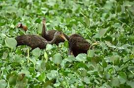 Limpkin