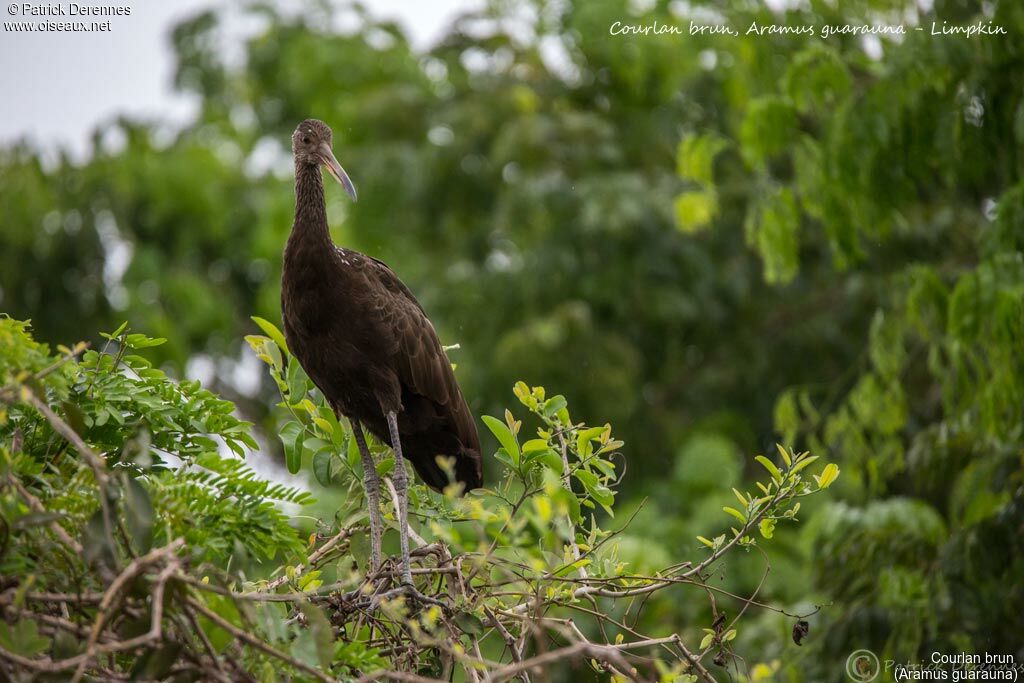 Limpkin, identification, habitat