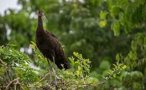 Limpkin