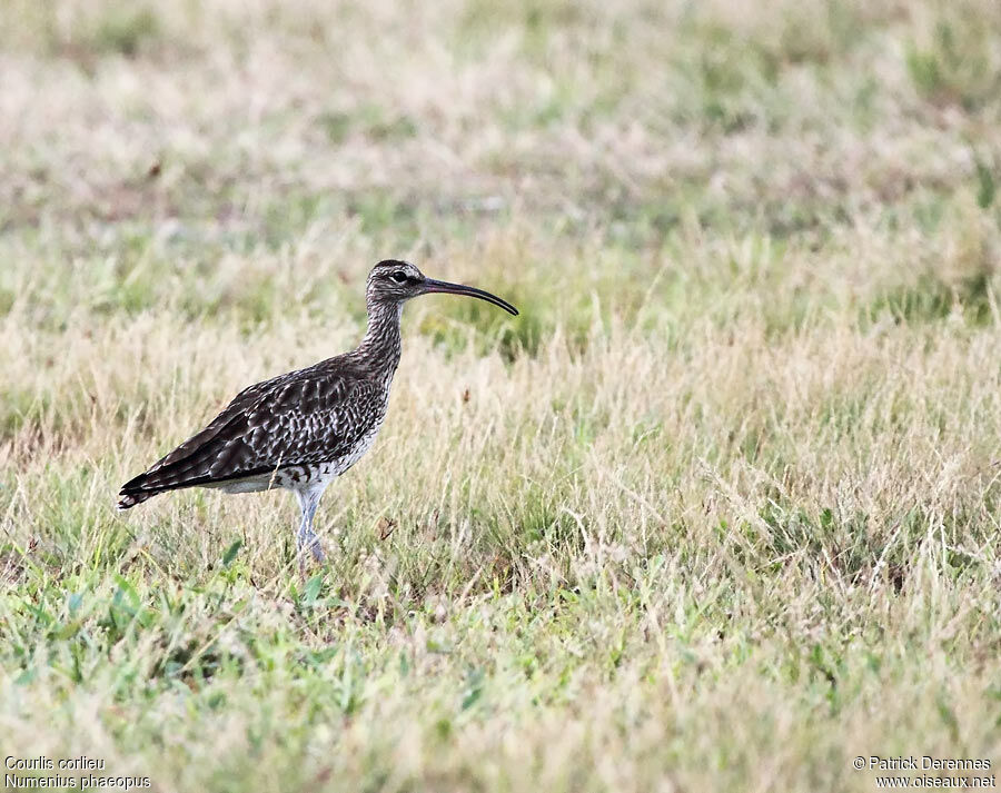 Eurasian Whimbrel, identification