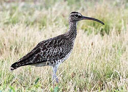 Eurasian Whimbrel