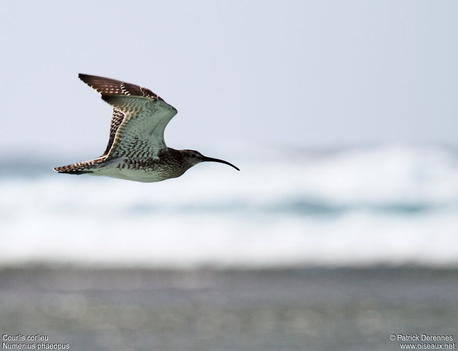 Whimbrel, Flight