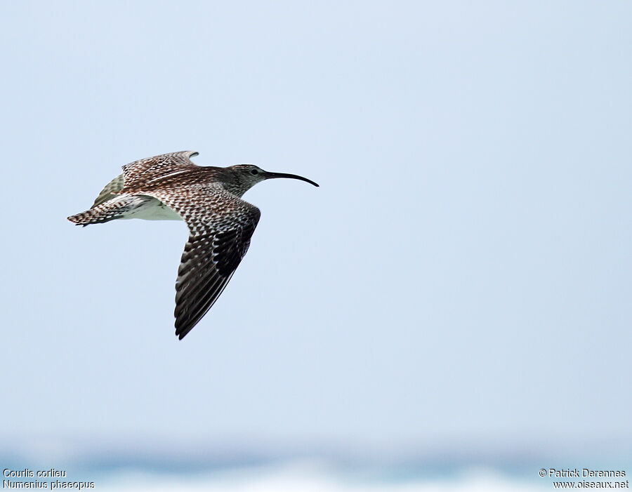 Eurasian Whimbrel, Flight