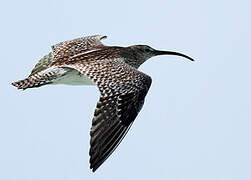 Whimbrel