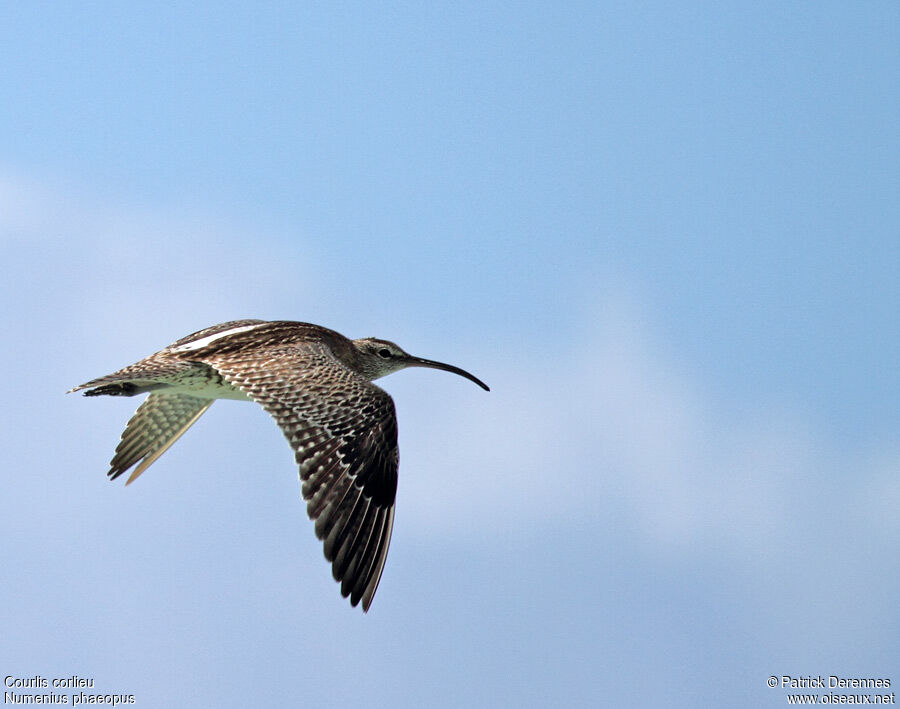 Whimbreladult post breeding, Flight