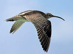 Eurasian Whimbrel