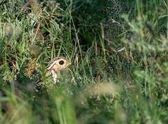 Three-banded Courser