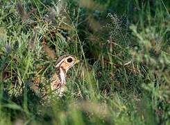 Three-banded Courser