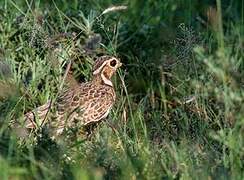 Three-banded Courser