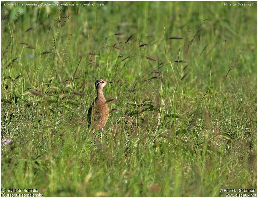 Courvite de Somalieadulte, identification