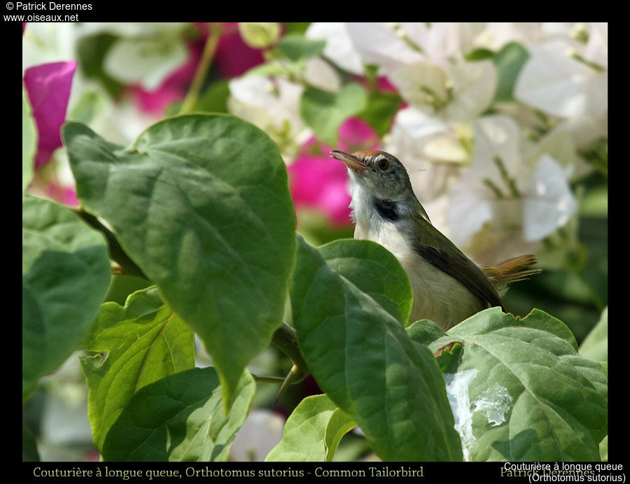 Common Tailorbird, identification