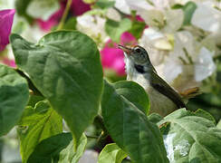 Common Tailorbird