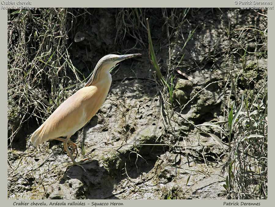 Crabier chevelu, identification, Comportement