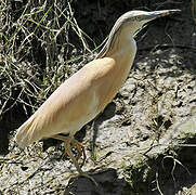 Squacco Heron