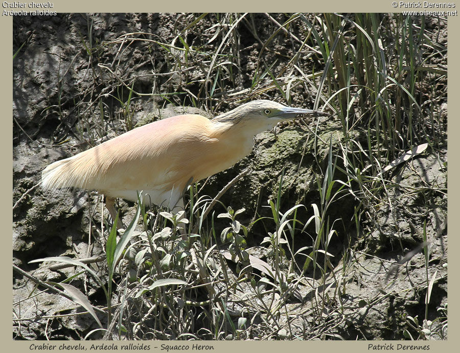 Squacco Heron, identification, Behaviour