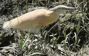 Squacco Heron