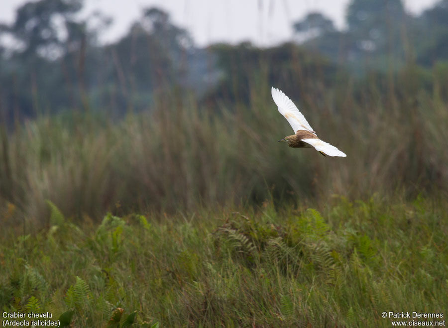 Squacco Heronadult, Flight