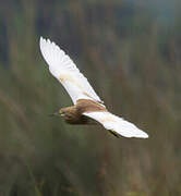 Squacco Heron