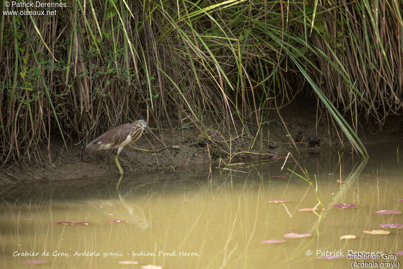 Indian Pond Heron, identification, habitat