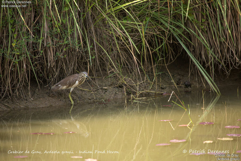 Crabier de Gray, identification, habitat